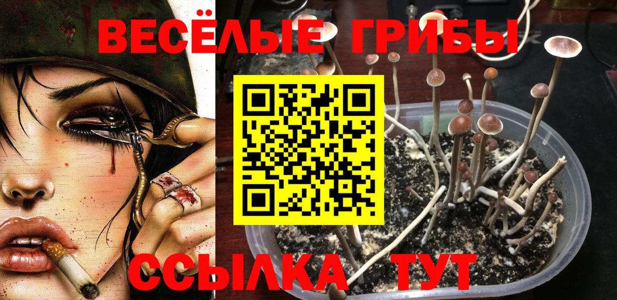 Надым  Галлюциногенные грибы Cubensis  Вход с VPN 